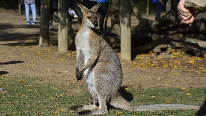 公園の草地にいるカンガルー(オーストラリア)